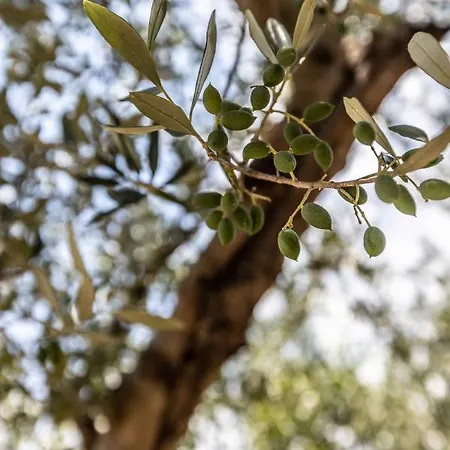 Pansion Artemis * Mavrovúni