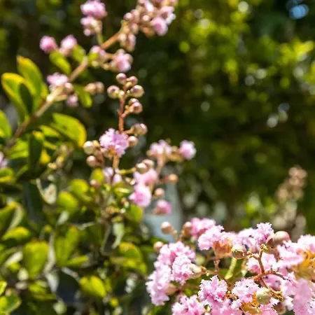 Pansion Artemis * Mavrovoúnion