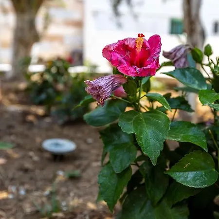 Pansion Artemis Mavrovouni (Laconia)