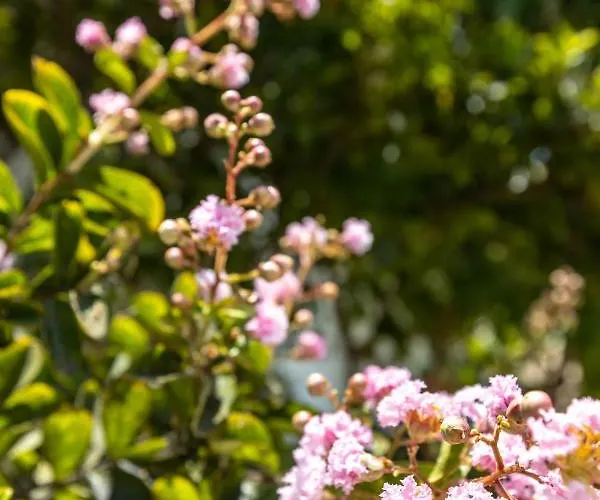 Pansion Artemis * Mavrovoúnion