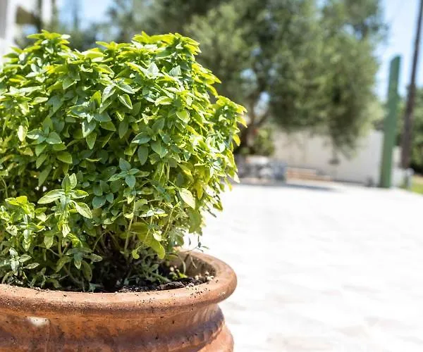 Pansion Artemis Mavrovoúnion