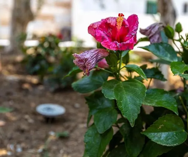 Pansion Artemis Mavrovoúnion