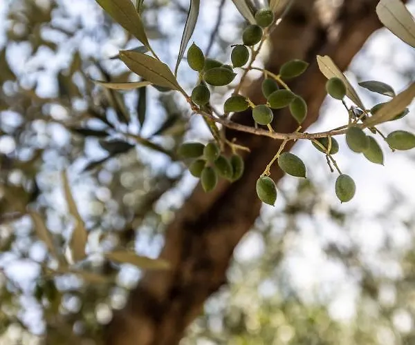 Pansion Artemis * Mavrovoúnion